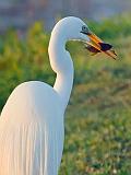 Egret With A Catch_45745